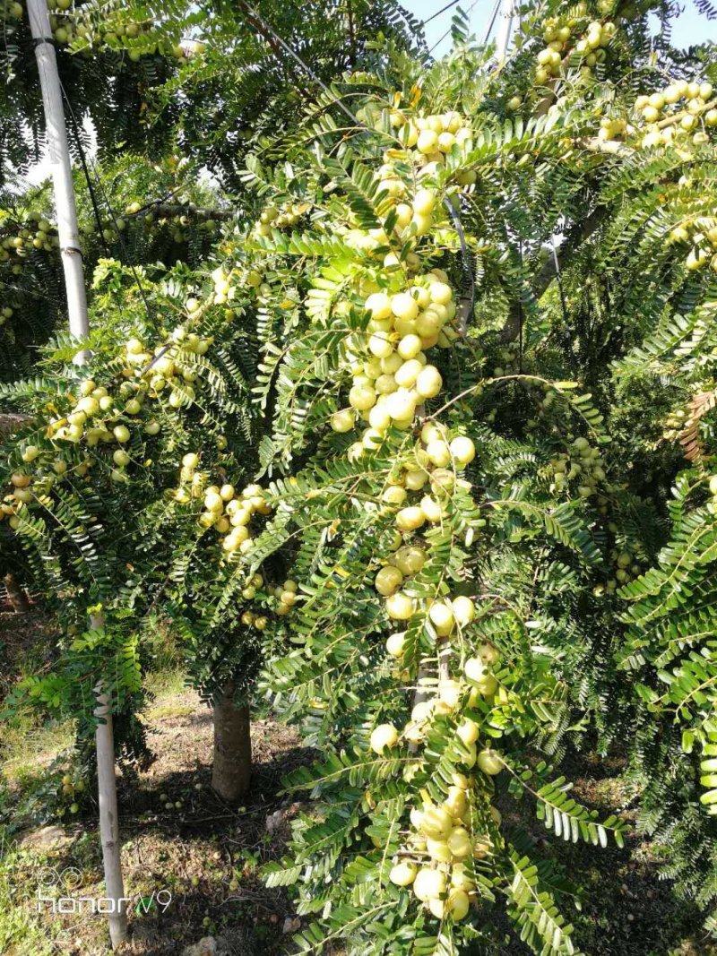油甘果苗甜种油甘苗牛甘果苗嫁接苗二年苗