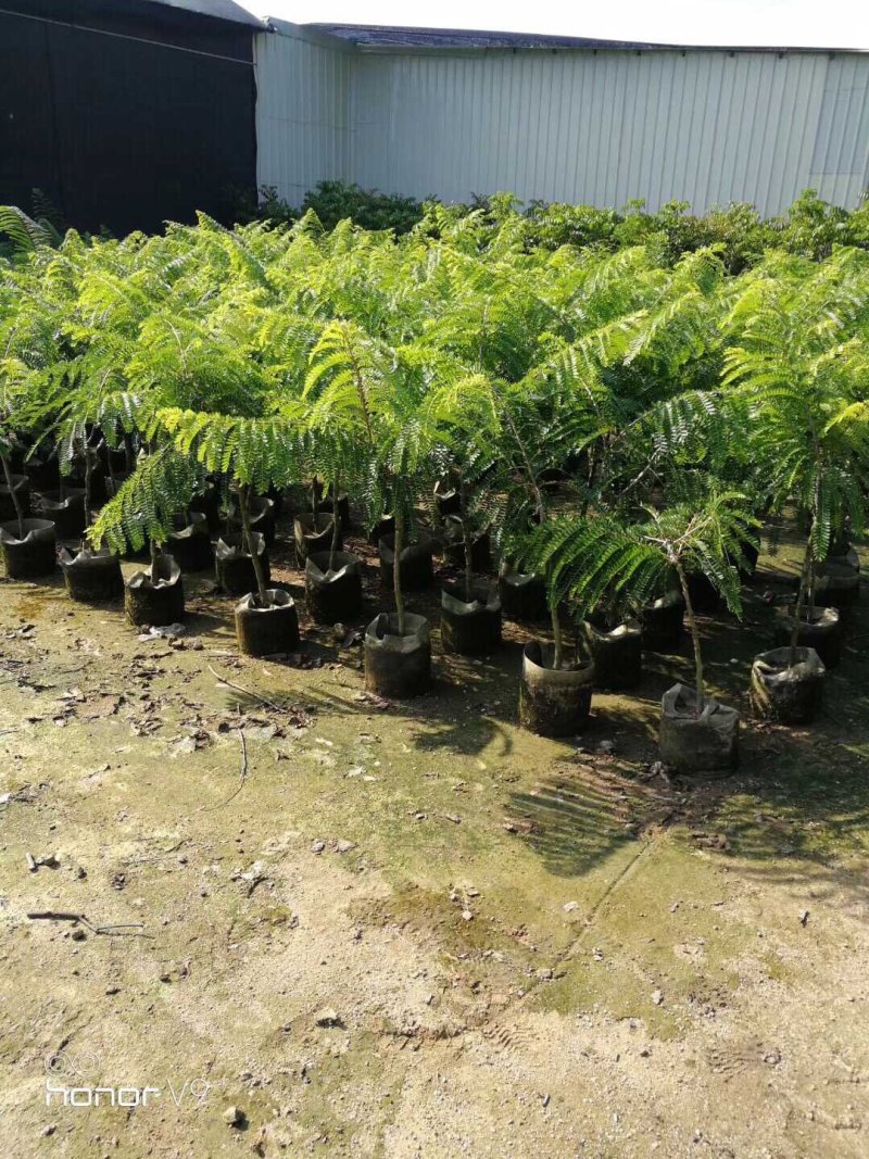 油甘果苗甜种油甘苗牛甘果苗嫁接苗二年苗