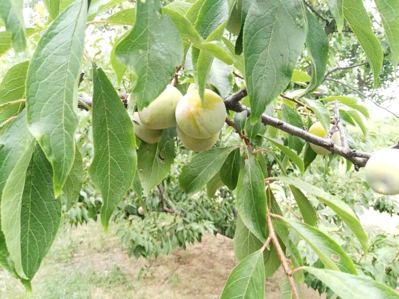 万亩牛心香李成熟上市