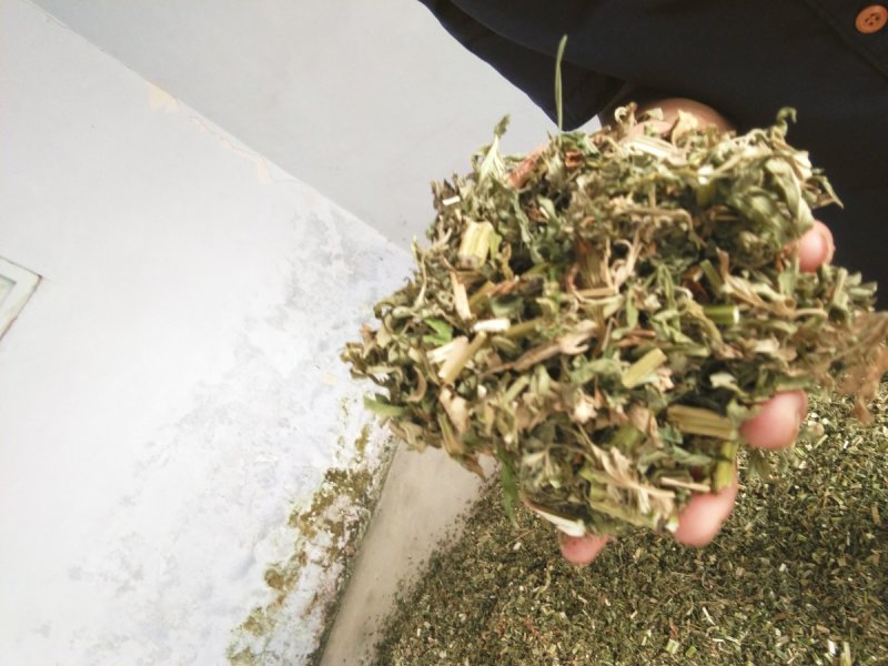 益母草