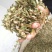 益母草