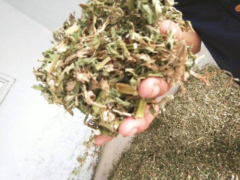 益母草