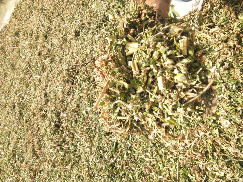 益母草
