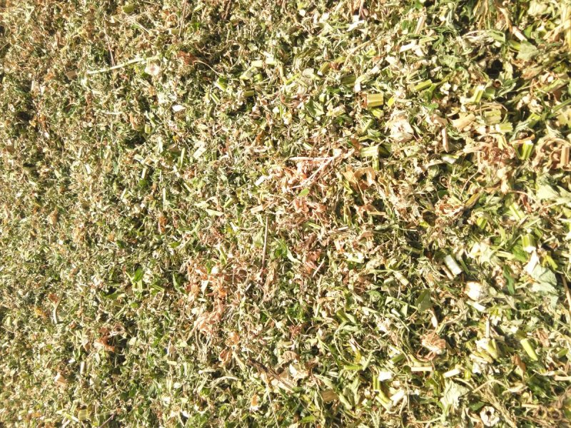 益母草