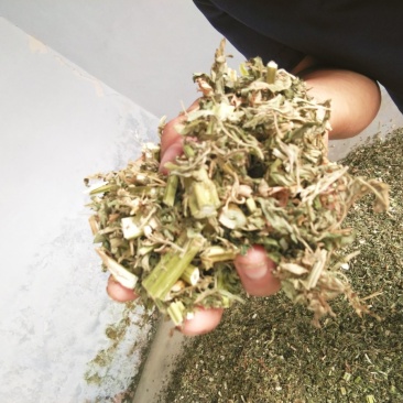 益母草