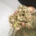 益母草