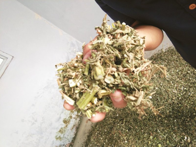 益母草
