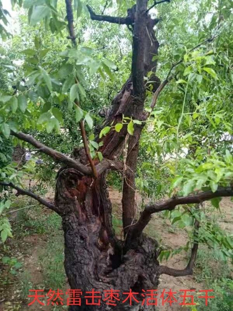 雷击枣木活体半成品都有