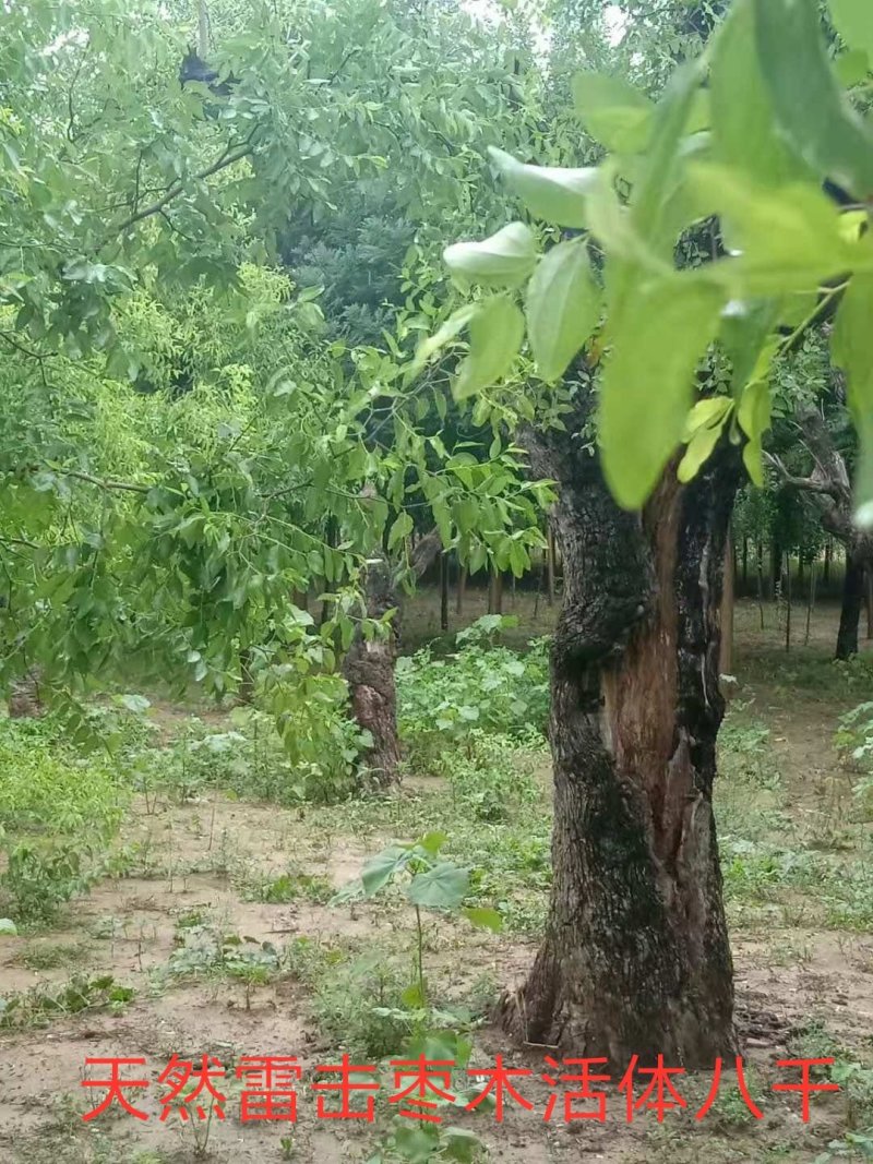 雷击枣木活体半成品都有