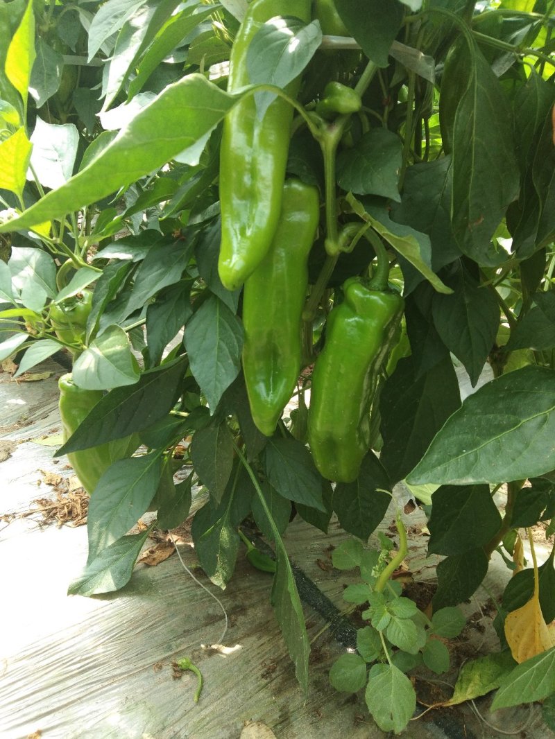 鲜辣椒
