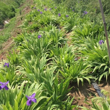 鸢尾花