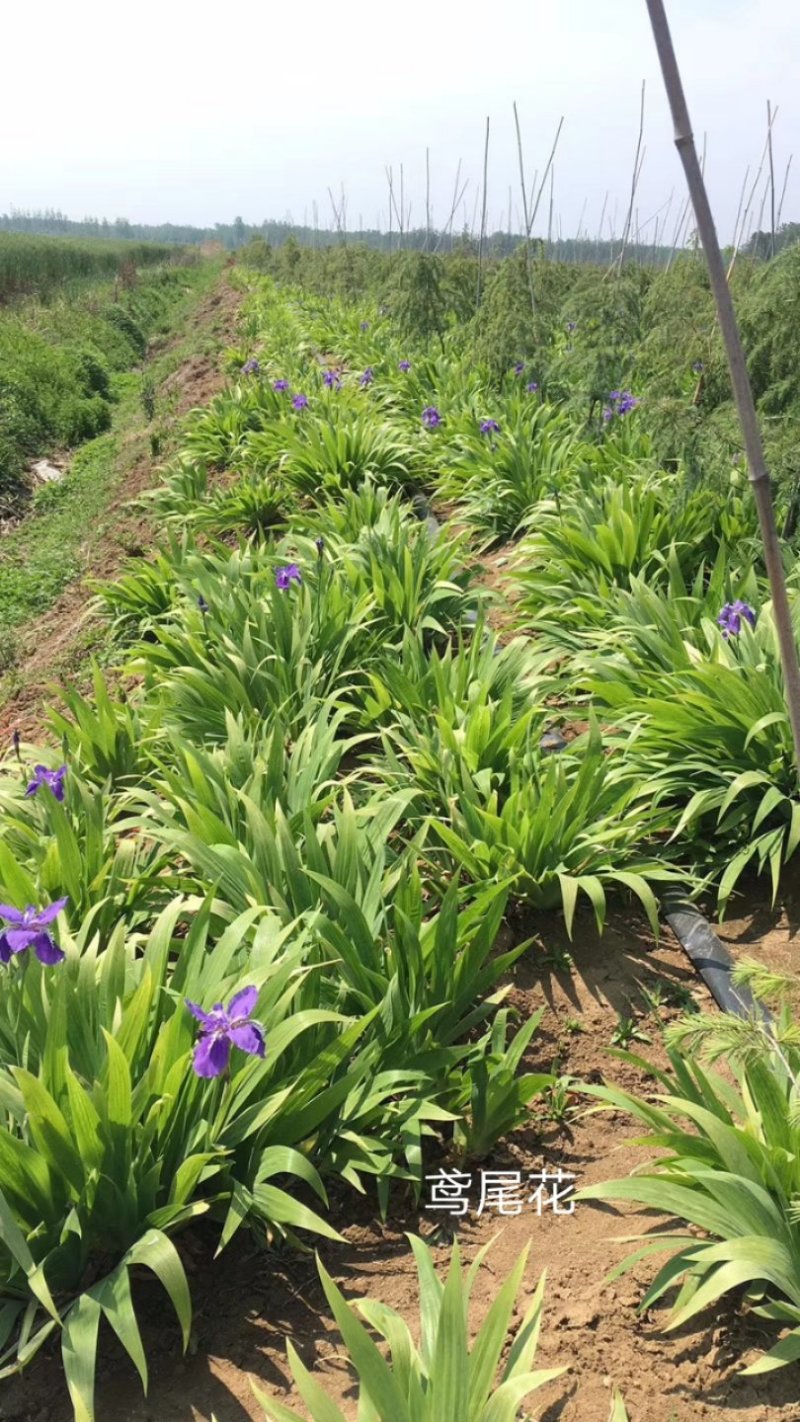 鸢尾花
