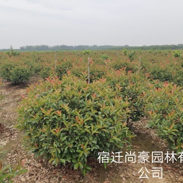 红叶石楠球