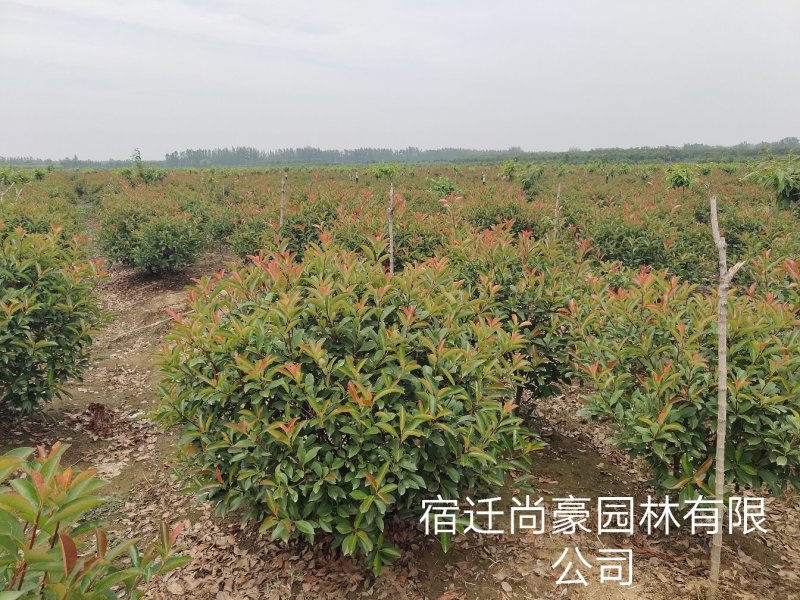 红叶石楠球