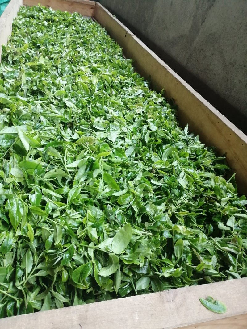 普洱茶秋茶