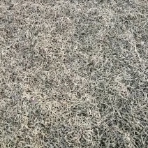 普洱茶秋茶