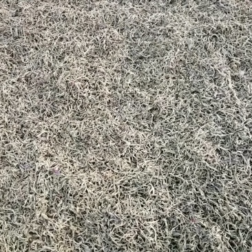 普洱茶秋茶