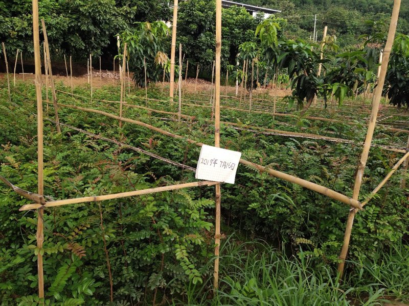 云南保山潞江坝优良清香木杯苗