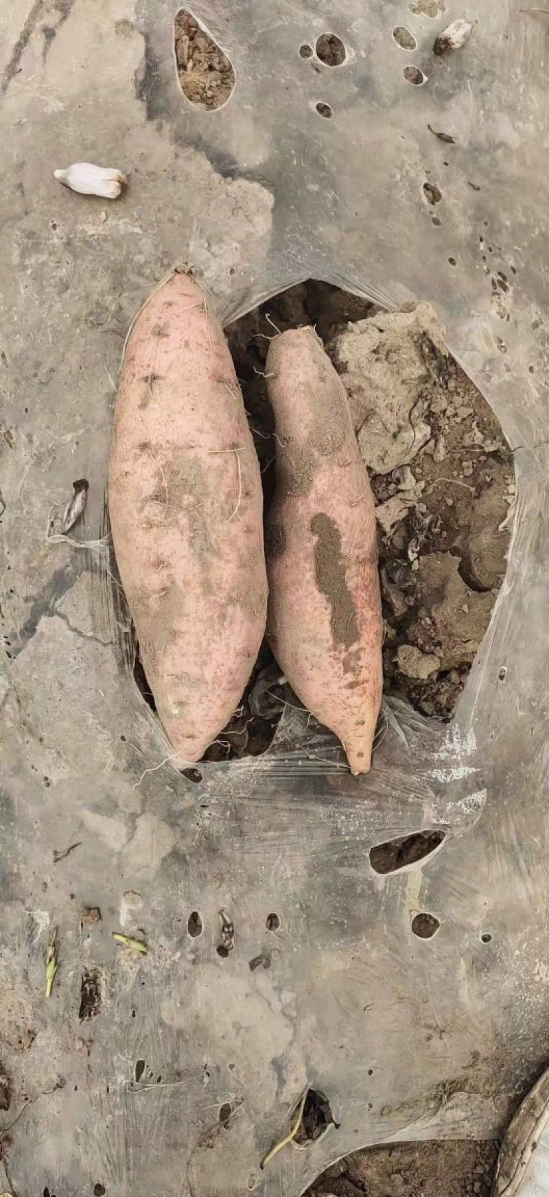龙薯9号红薯自家种植产地供货大量上市