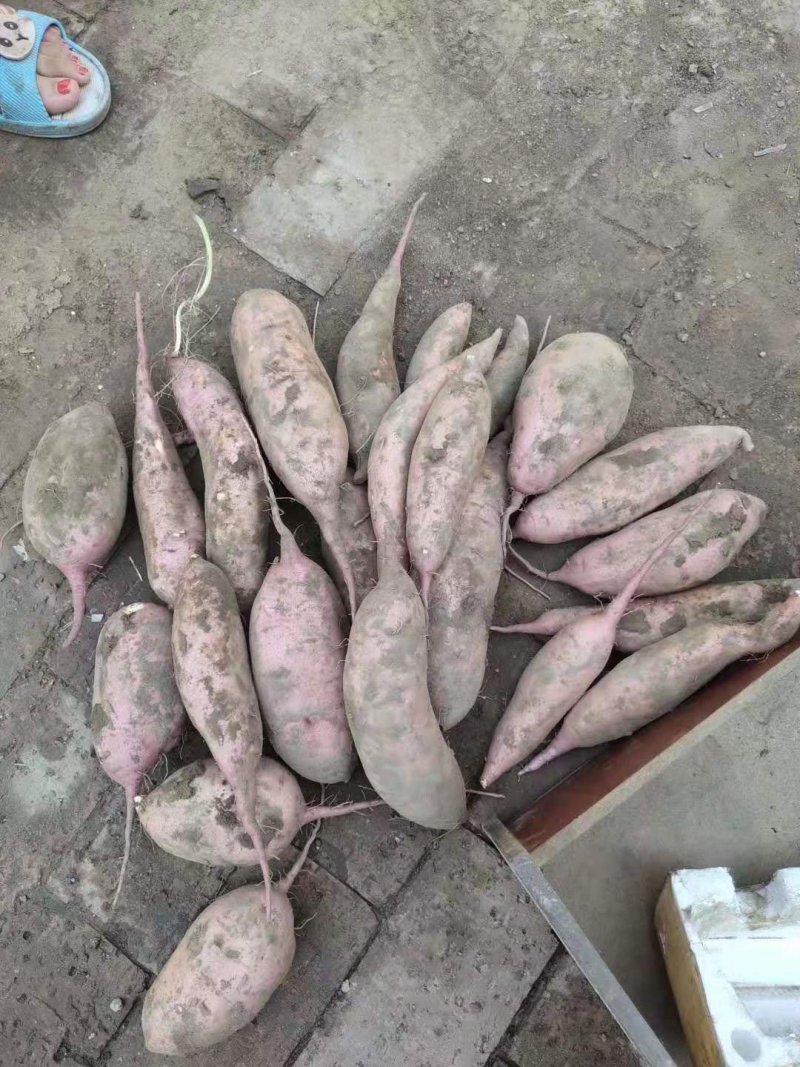 龙薯9号红薯自家种植产地供货大量上市
