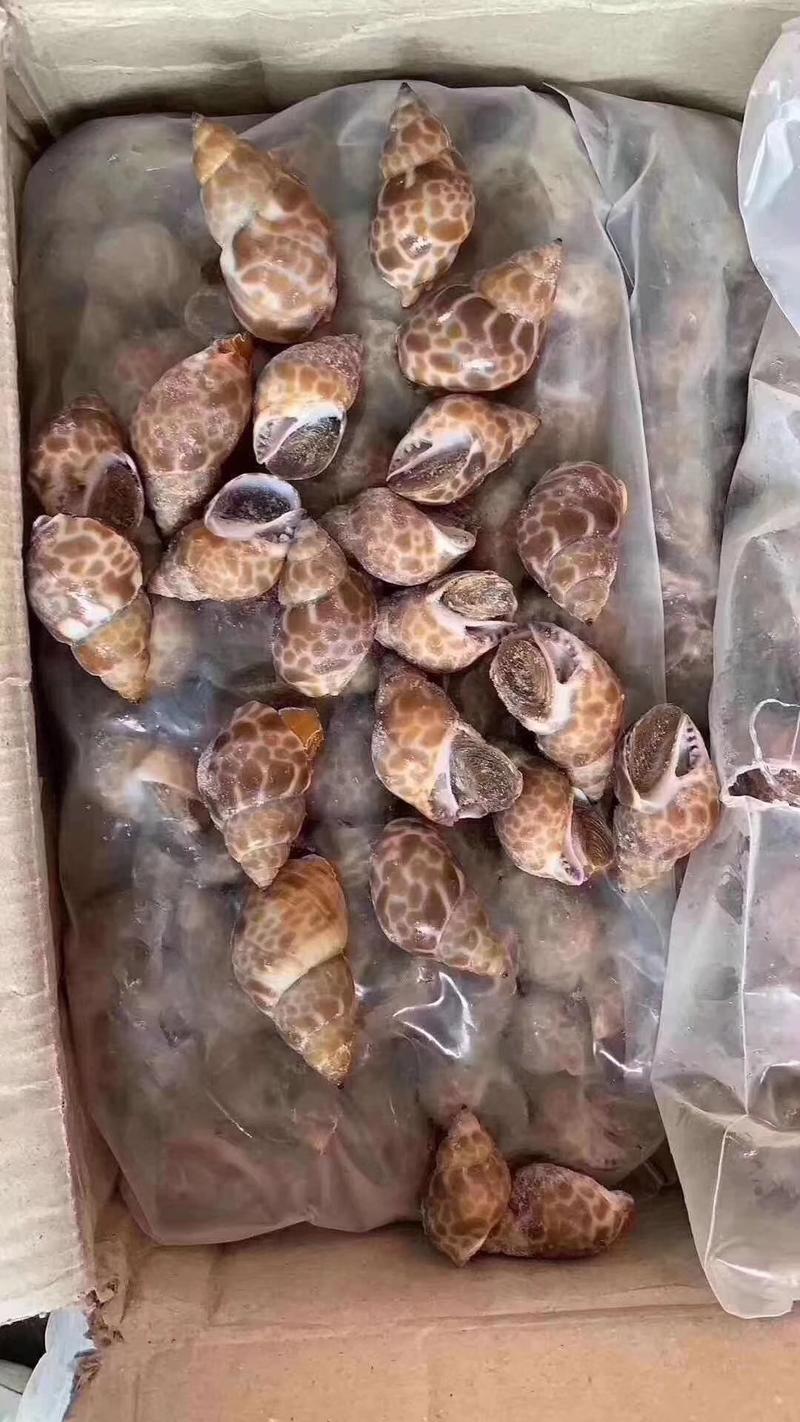 活冻花螺冷冻大海螺贝壳香螺水产海鲜新鲜