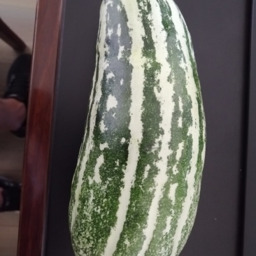 大棚甜瓜