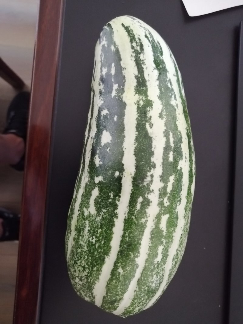 大棚甜瓜