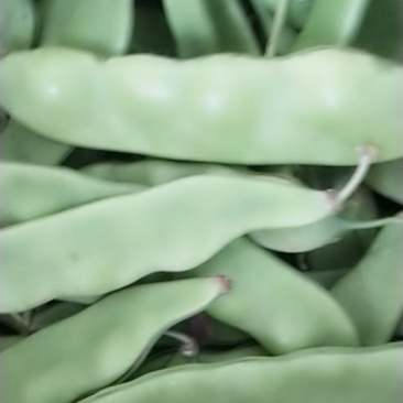 大量出售东北架油豆角