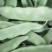 大量出售东北架油豆角