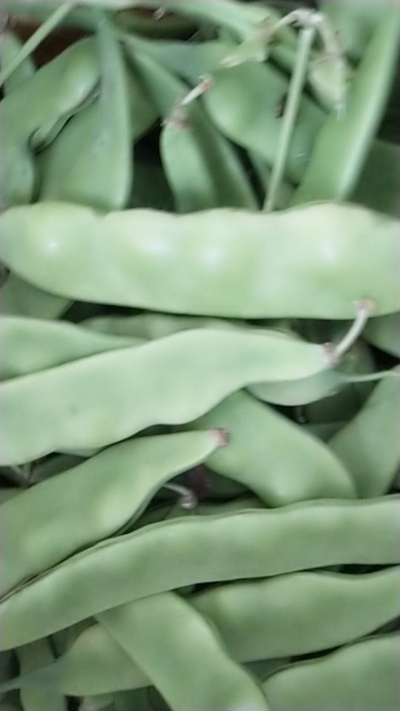 大量出售东北架油豆角