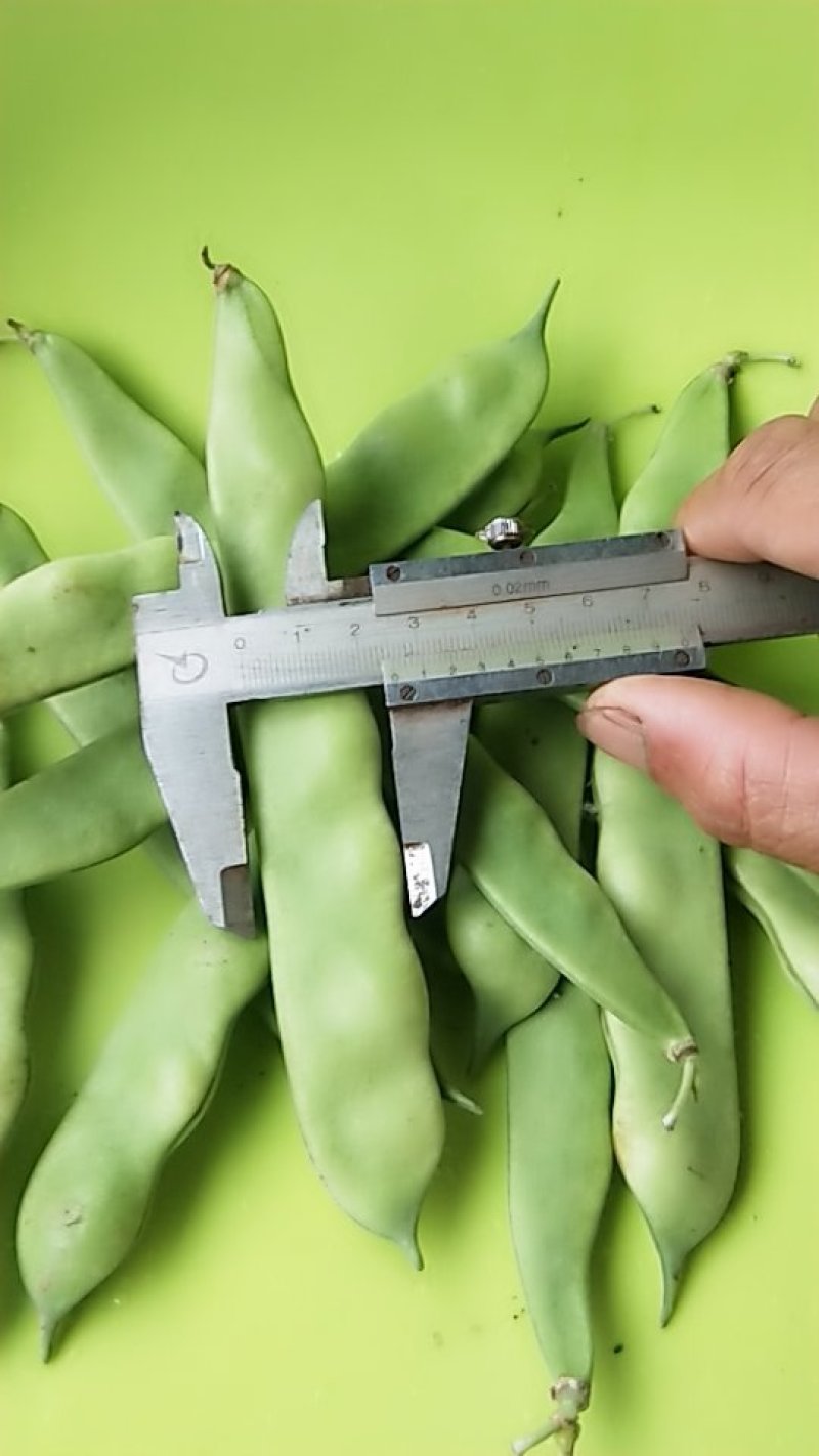 大量出售东北架油豆角