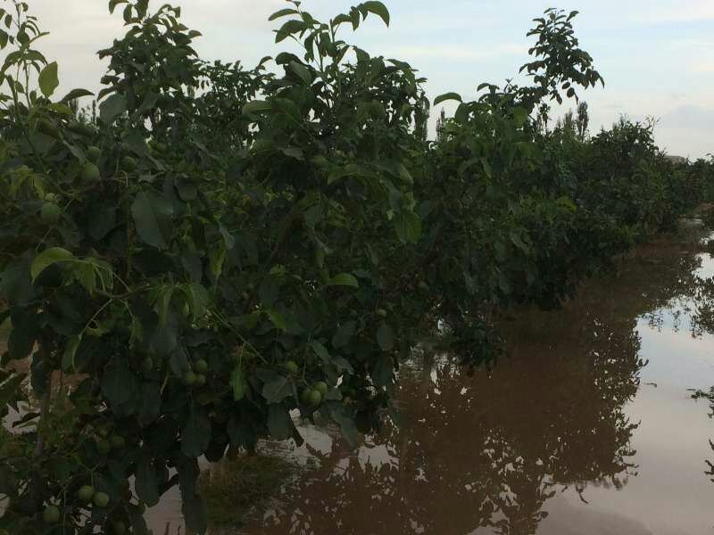 青皮核桃