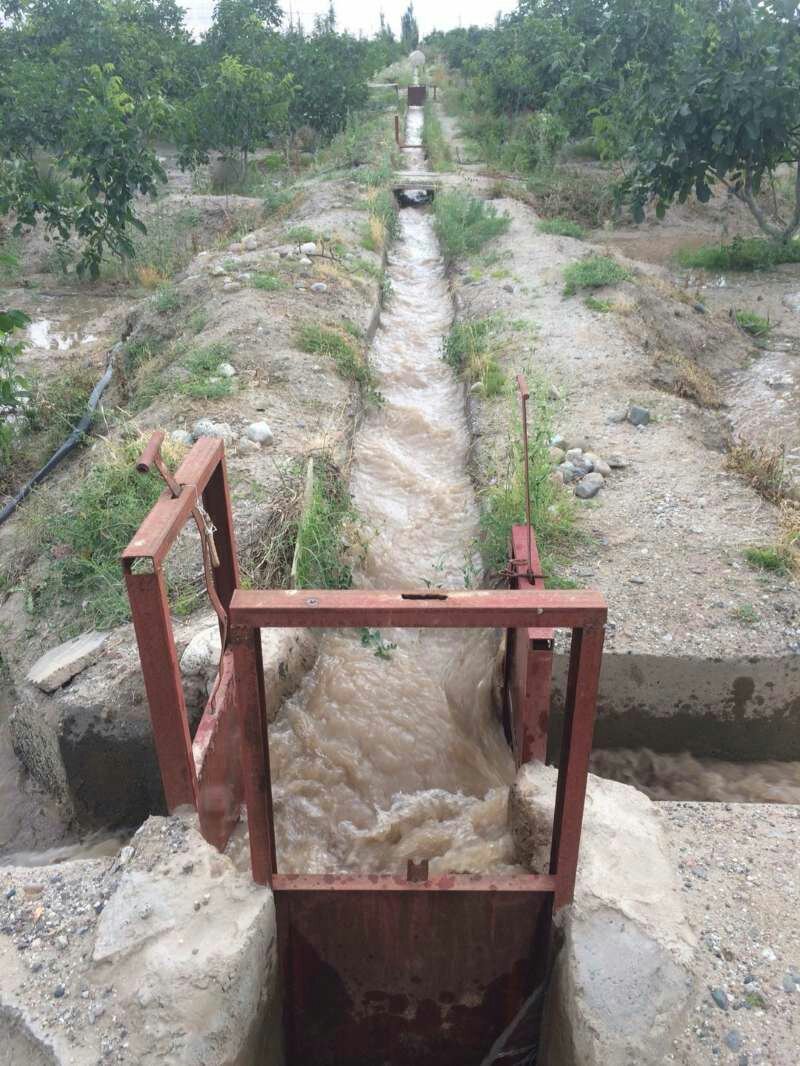 青皮核桃