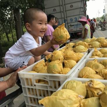 万亩【优质精品】皇冠自然色梨翠玉正在热销实力代办货发全国
