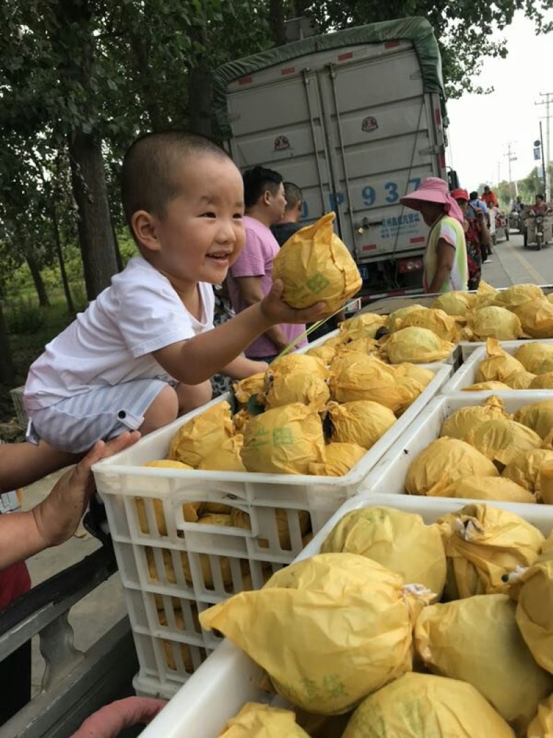 万亩【优质精品】皇冠自然色梨翠玉正在热销实力代办货发全国