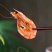 烤虾干