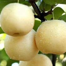 黄金梨