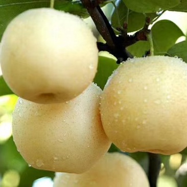 黄金梨
