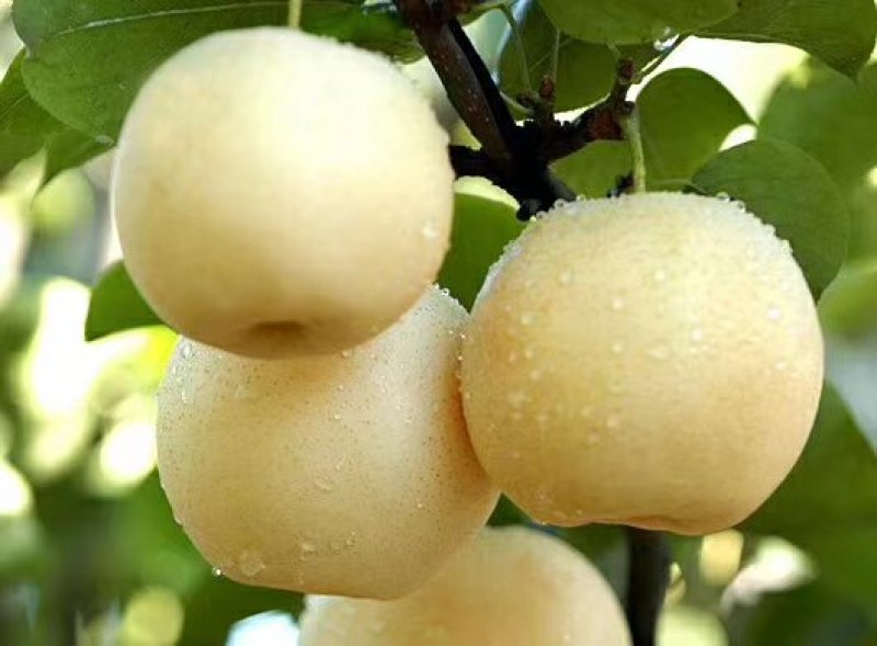黄金梨
