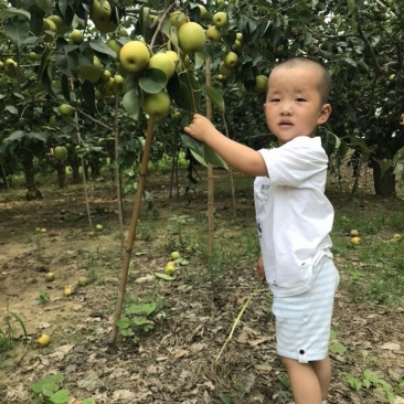 万亩优质皇冠梨基地口感脆甜实力代办全国发货欢迎洽谈