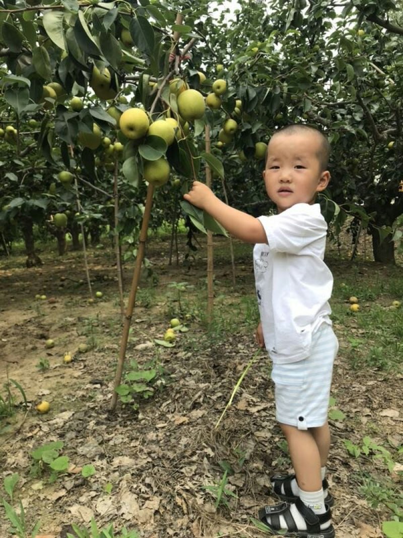 万亩优质皇冠梨基地口感脆甜实力代办全国发货欢迎洽谈