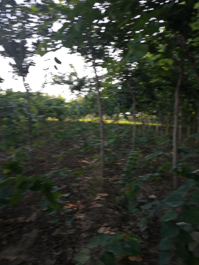 巨紫荆