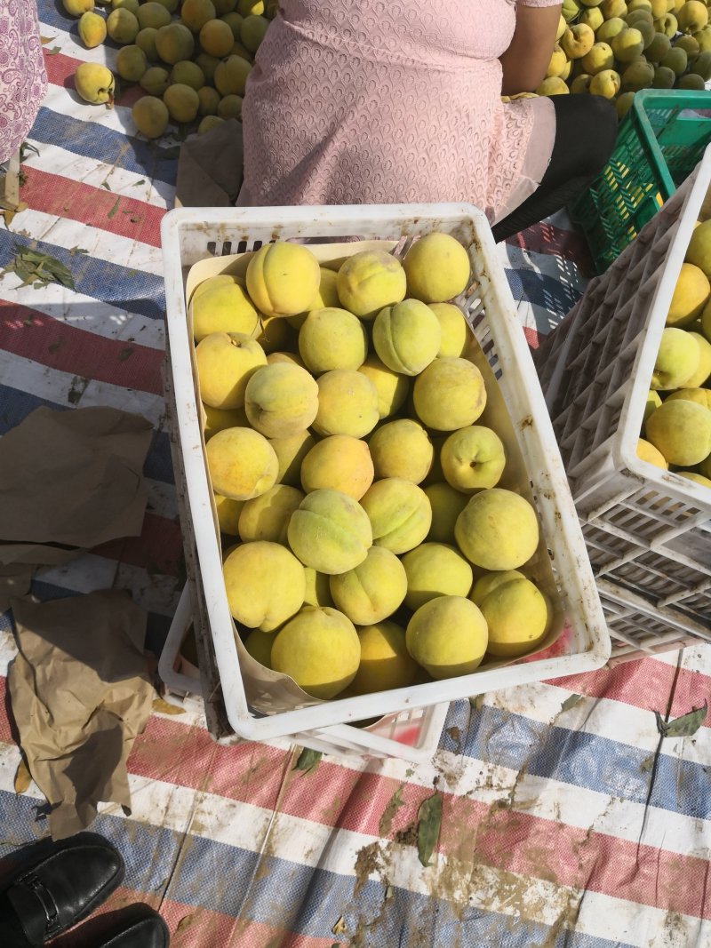 黄金冠