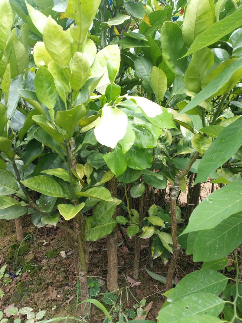 正宗三红蜜柚子树苗当年结果嫁接红肉红心蜜柚盆栽地栽南方果