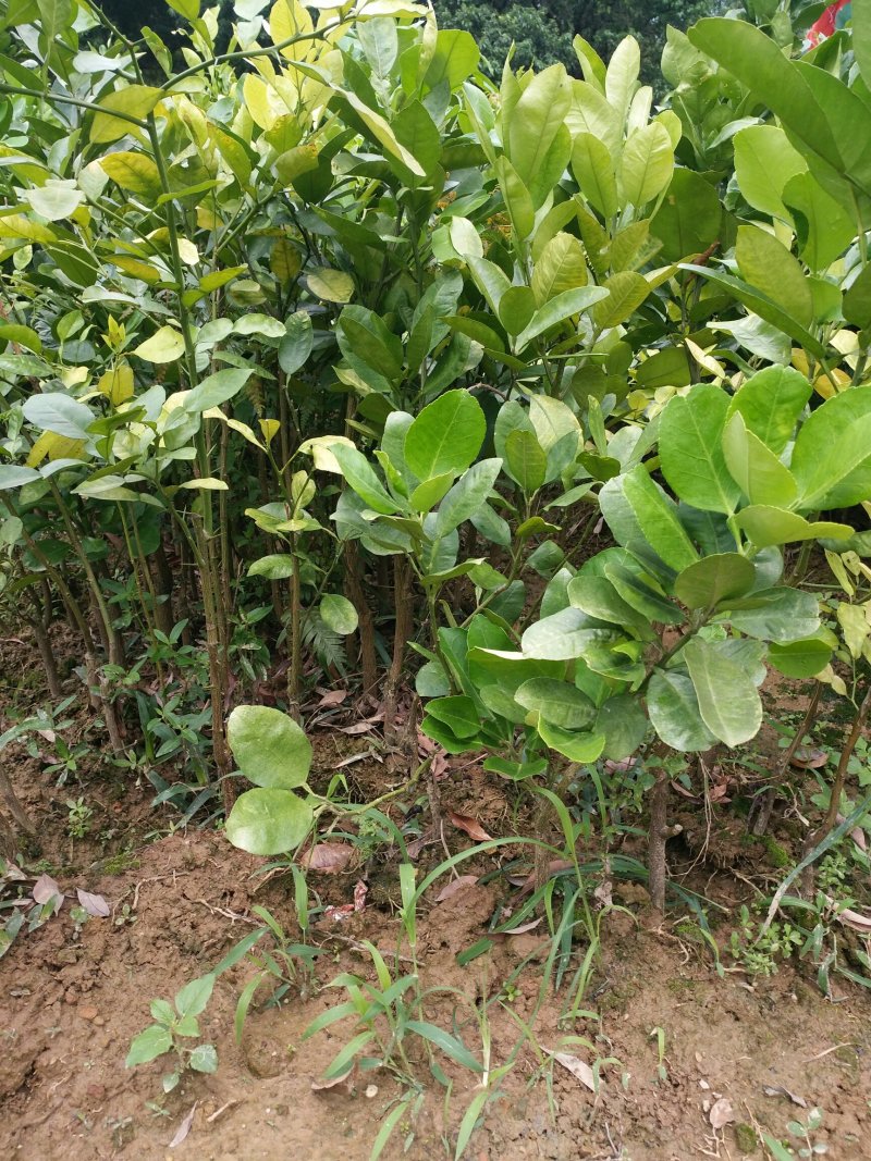 正宗三红蜜柚子树苗当年结果嫁接红肉红心蜜柚盆栽地栽南方果