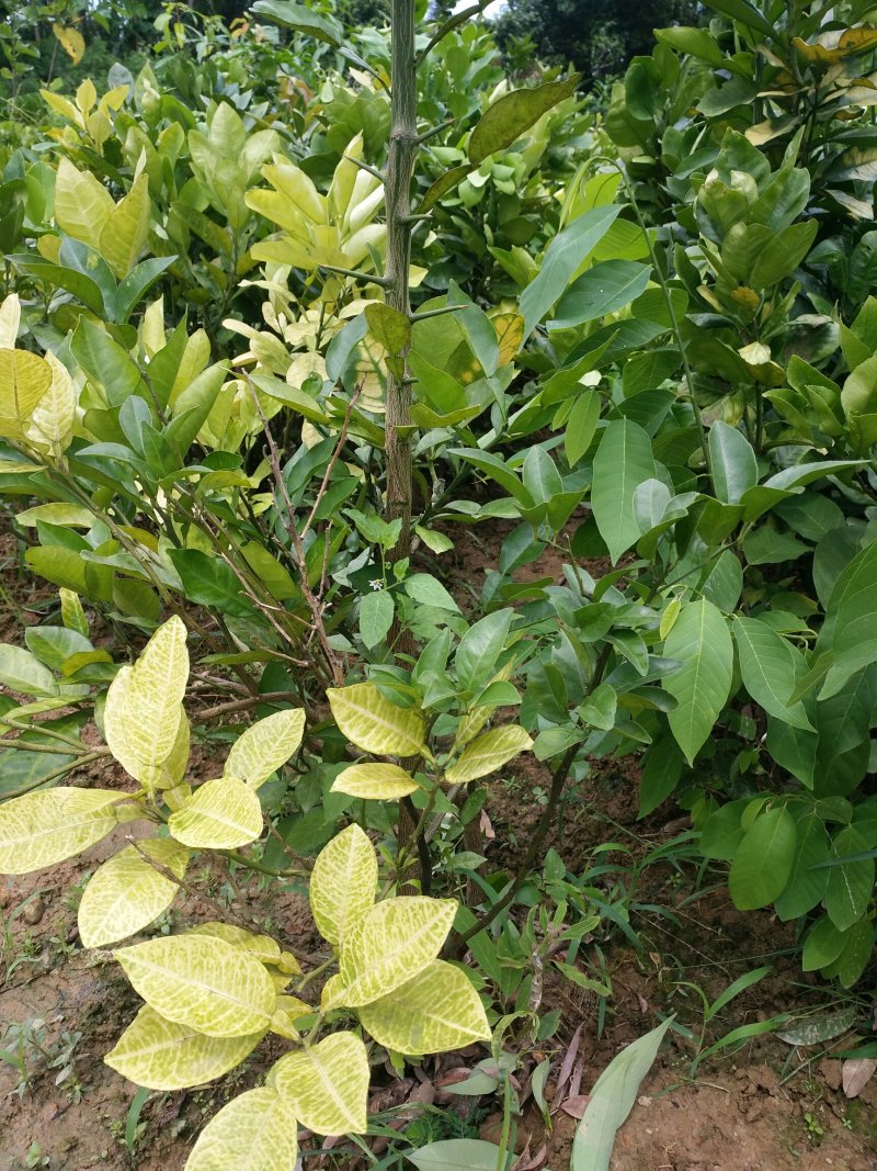 正宗三红蜜柚子树苗当年结果嫁接红肉红心蜜柚盆栽地栽南方果
