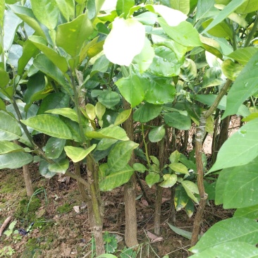 正宗三红蜜柚子树苗当年结果嫁接红肉红心蜜柚盆栽地栽南方果