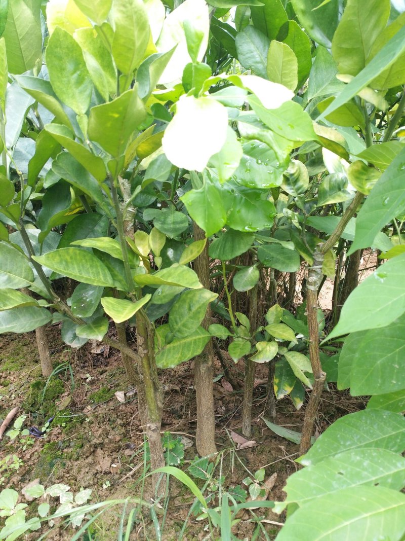 正宗三红蜜柚子树苗当年结果嫁接红肉红心蜜柚盆栽地栽南方果