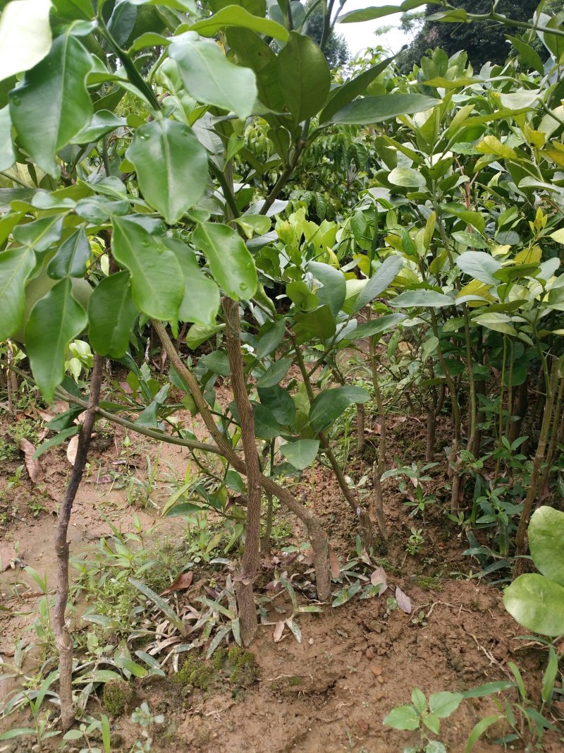 正宗三红蜜柚子树苗当年结果嫁接红肉红心蜜柚盆栽地栽南方果