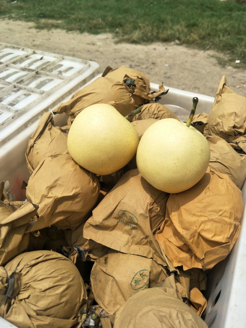 大量供应皇冠梨，出口砀山皇冠梨。欢迎电商入驻